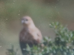 Buteo rufinus cirtensis