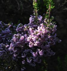 Erica mauritanica