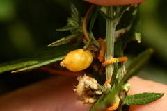 Smicronyx sculpticollis