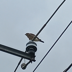 Buteo plagiatus