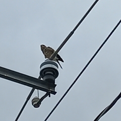 Buteo plagiatus