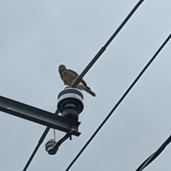 Buteo plagiatus