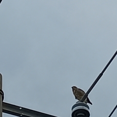 Buteo plagiatus