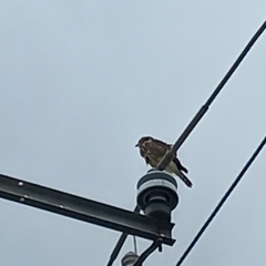 Buteo plagiatus