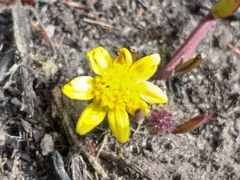 Osteospermum pyrifolium
