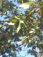 Quercus canariensis