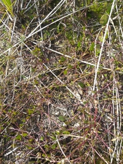 Osteospermum pyrifolium