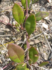 Osteospermum pyrifolium