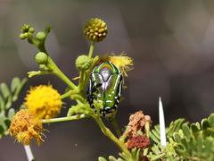 Rhabdotis semipunctata