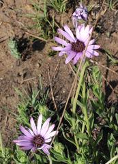 Dimorphotheca spectabilis