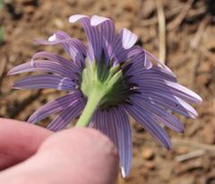 Dimorphotheca spectabilis