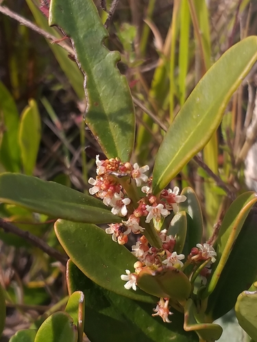 Mountain saffron (Cassine parvifolia)