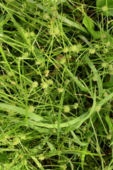 Cyperus brevifolioides