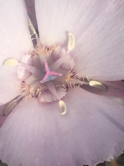 Calochortus umbellatus