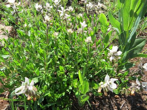 Whiteflag Sagebush (Syncolostemon persimilis)