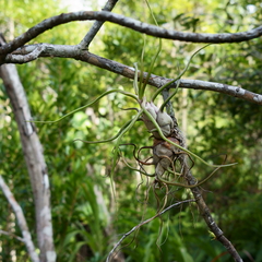 Tillandsia bulbosa