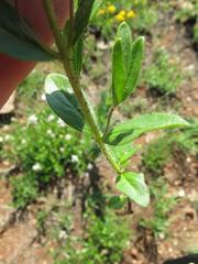 Syncolostemon persimilis