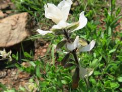 Syncolostemon persimilis