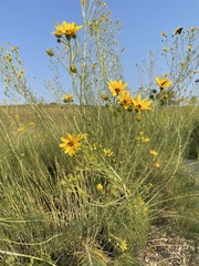 Helianthus salicifolius