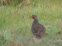 Pternistis afer castaneiventer