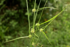 Cyperus brevifolioides