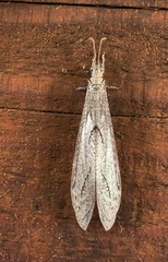 Euptilon sinuatum