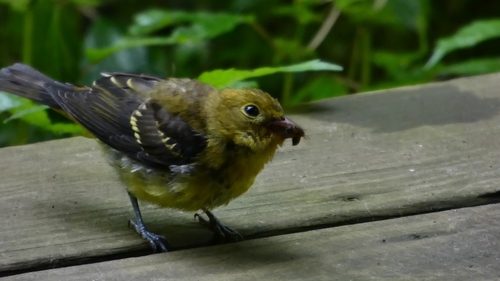 Scarlet Tanager, photo 10 of 10