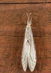 Euptilon sinuatum