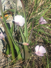Calochortus umbellatus