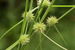 Cyperus brevifolioides
