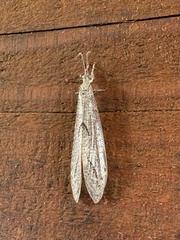 Euptilon sinuatum