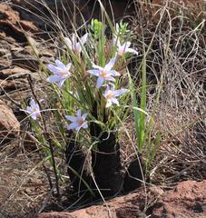 Xerophyta retinervis