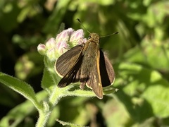 Panoquina errans