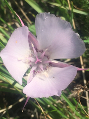 Calochortus umbellatus