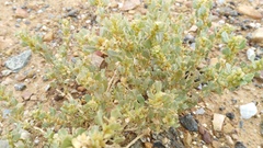 Atriplex lindleyi inflata