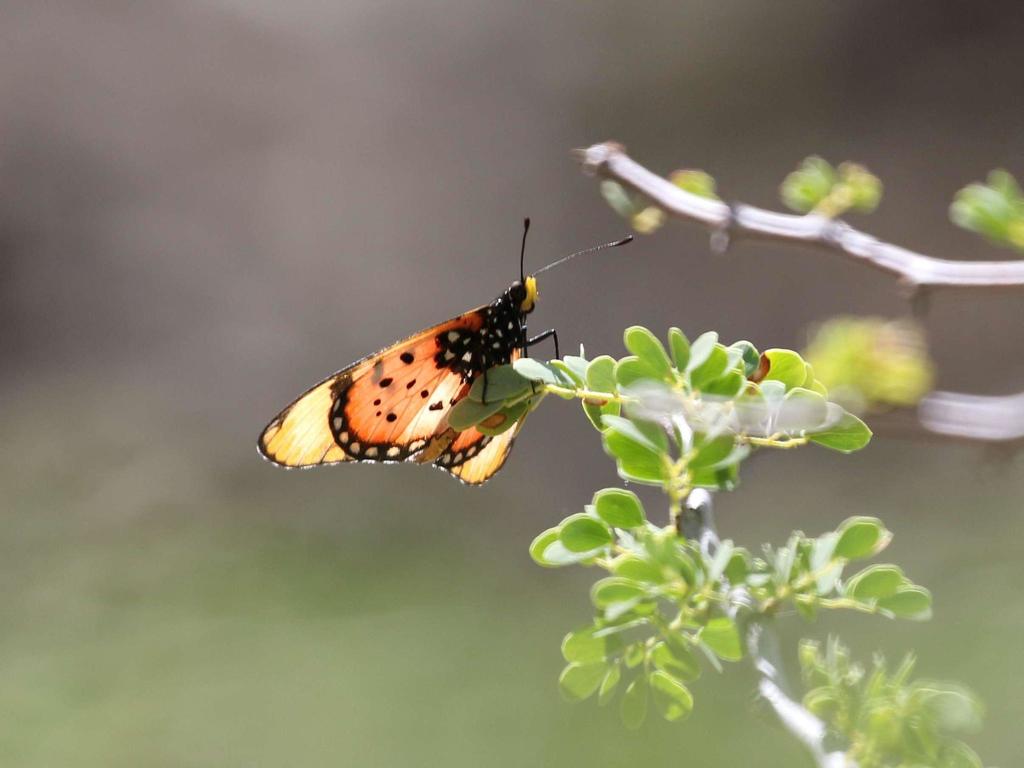 Trimen's acraea
