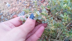 Atriplex lindleyi inflata