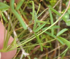 Oxalis pendulifolia