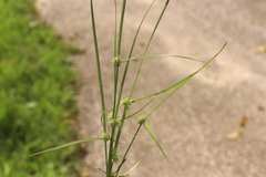 Cyperus brevifolioides