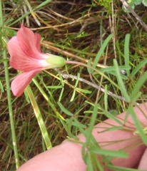Oxalis pendulifolia