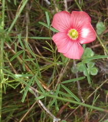 Oxalis pendulifolia