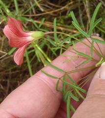 Oxalis pendulifolia