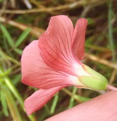 Oxalis pendulifolia