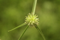 Cyperus brevifolioides