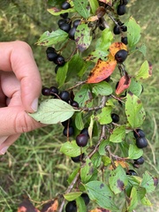 Cotoneaster acutifolius