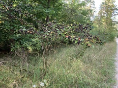 Cotoneaster acutifolius