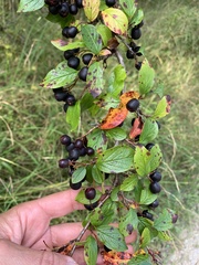 Cotoneaster acutifolius