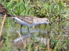Calidris minuta