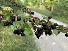 Cotoneaster acutifolius