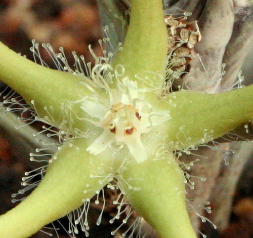 Orbea rogersii